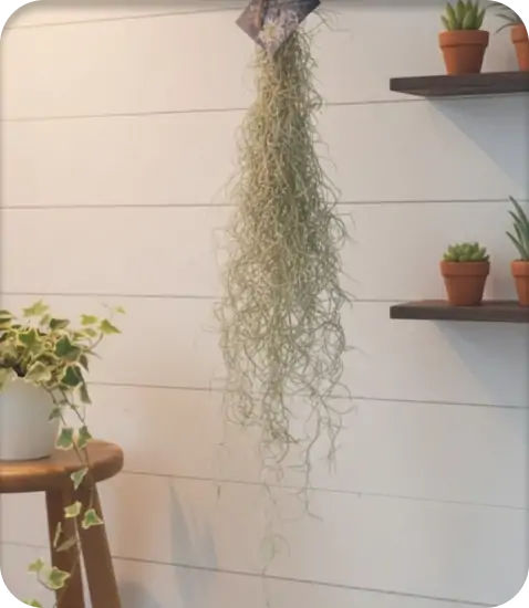 オンラインストアの画像